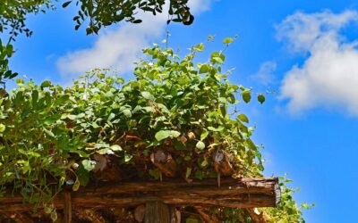 Perfekte Pergola mit Weinreben: Gestaltungsideen und Pflegetipps