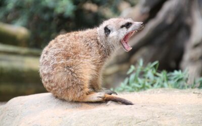 Perfekte Pergola mit Lamellendach: Die ultimative Lösung für stilvolle Outdoor-Oasen!