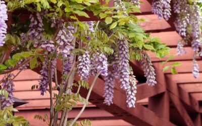 Pergola Anthrazit: Der perfekte Hingucker für Ihren Außenbereich
