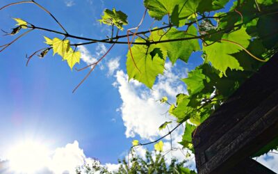 Pergola Clematis: Die perfekte Kombination für einen zauberhaften Garten