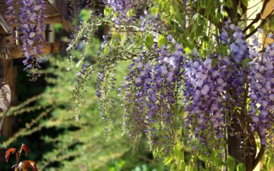 Pergola 5x4m: Der perfekte Anbau für ein traumhaftes Gartenparadies