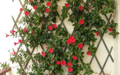 Moderne Pergola: Die perfekte Lösung für stilvolles Outdoor-Wohnen!