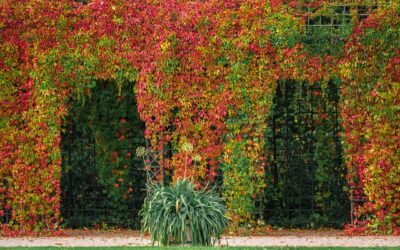 Pergola 3x4m: Die ultimative Lösung für Ihren Garten!