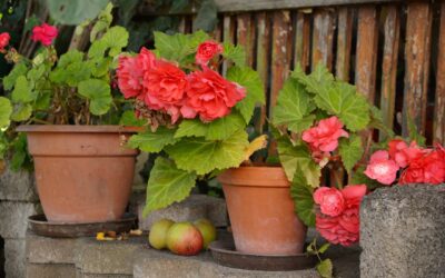 DIY Terrassenüberdachung: Gestalte dein eigenes Wohlfühloase im Garten