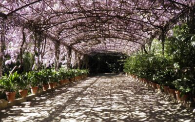 Die ultimative Pergola: Alles, was Sie über die 3x5m Dimension wissen müssen