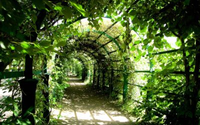 Pergola 6x4m: Alles, was du über die perfekte Größe für deinen Garten wissen musst