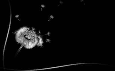 Perfekte Pergola: Die ultimative Anleitung für eine stilvolle 4x4m Pergola